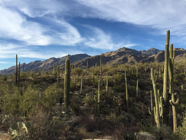 Saguaro National Park